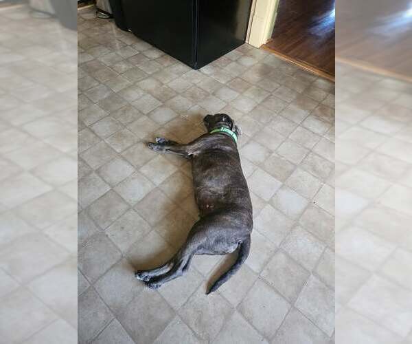 Medium Photo #6 Mutt Puppy For Sale in Hinton, WV, USA