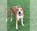 Small Photo #1 American Pit Bull Terrier-Unknown Mix Puppy For Sale in Spring Lake, NJ, USA