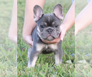 French Bulldog Puppy for Sale in CROUSE, North Carolina USA