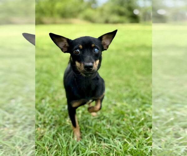 Medium Photo #4 Miniature Pinscher-Unknown Mix Puppy For Sale in PIPE CREEK, TX, USA
