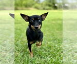 Small #3 Miniature Pinscher Mix