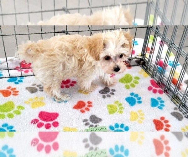 Medium Photo #4 Maltese-Poodle (Toy) Mix Puppy For Sale in ORO VALLEY, AZ, USA
