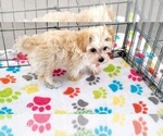 Small #3 Maltese-Poodle (Toy) Mix