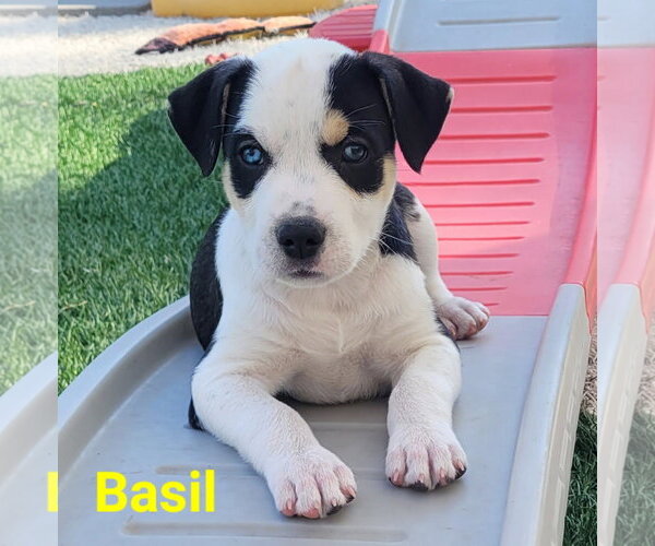 Medium Photo #2 Mutt Puppy For Sale in Des Moines, IA, USA