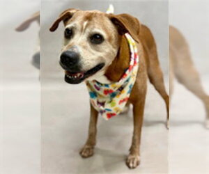 Mutt Dogs for adoption in Sanford, FL, USA