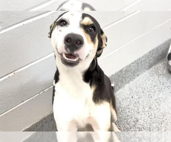 Medium Photo #2 Labrador Retriever Puppy For Sale in Houston, TX, USA