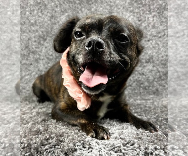 Medium Photo #3 French Bullhuahua Puppy For Sale in Grafton, WI, USA