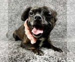 Small #2 French Bullhuahua