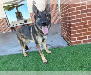 German Shepherd Dog-Unknown Mix Dogs for adoption in Grand Prairie, TX, USA