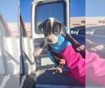 Small #5 American Pit Bull Terrier-American Staffordshire Terrier Mix
