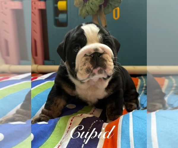 Medium Photo #1 English Bulldog Puppy For Sale in LAKELAND, FL, USA