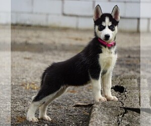 Siberian Husky Puppy for sale in FREDERICKSBG, OH, USA
