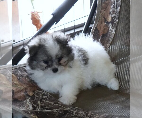 Medium Photo #8 Maltipom Puppy For Sale in ROCK VALLEY, IA, USA