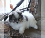 Small #7 Maltipom