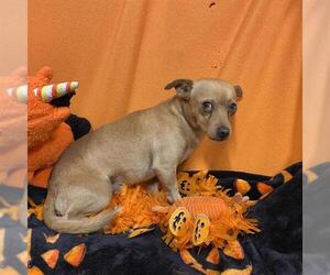 Chihuahua-Unknown Mix Dogs for adoption in Modesto, CA, USA