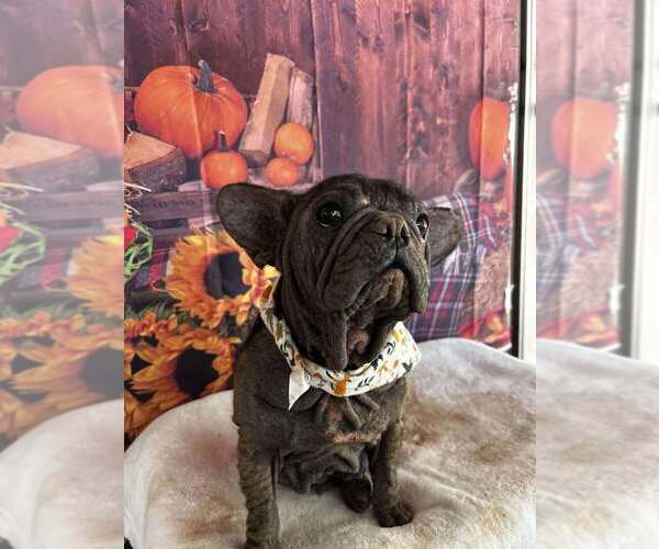 Medium Photo #6 French Bulldog Puppy For Sale in New York, NY, USA