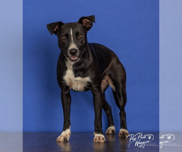 Medium Photo #1 Labrador Retriever-Unknown Mix Puppy For Sale in Claremore, OK, USA