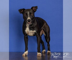 Labrador Retriever-Unknown Mix Dogs for adoption in Claremore, OK, USA