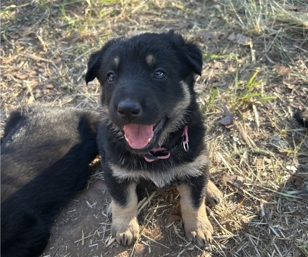 Medium Photo #8 German Shepherd Dog Puppy For Sale in GOLDENDALE, WA, USA