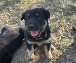 Small #7 German Shepherd Dog