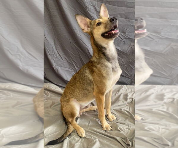 Medium Photo #7 Carolina Dog-Unknown Mix Puppy For Sale in Bryant, AR, USA