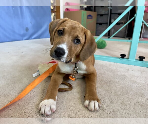 Medium Photo #3 Coonhound-Labrador Retriever Mix Puppy For Sale in Springdale, PA, USA