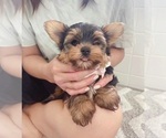 Small Yorkshire Terrier