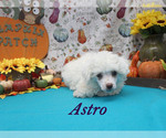 Small Photo #10 Poodle (Toy) Puppy For Sale in CHANUTE, KS, USA