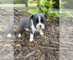 Small #5 Boston Terrier