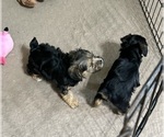 Small Photo #4 YorkiePoo Puppy For Sale in GLOUCESTER, VA, USA