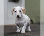 Small Photo #9 Poodle (Miniature)-Unknown Mix Puppy For Sale in San Diego, CA, USA