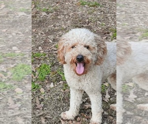 Goldendoodle Dog for Adoption in AUSTELL, Georgia USA
