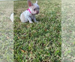 French Bulldog Puppy for sale in TOWN N COUNTRY, FL, USA