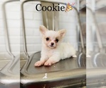 Small Photo #7 Chihuahua Puppy For Sale in COOKEVILLE, TN, USA