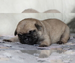 Small Photo #14 Pug Puppy For Sale in WINNSBORO, TX, USA