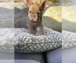 Small Photo #22 French Bulldog Puppy For Sale in SAN DIEGO, CA, USA