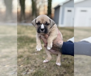 American Bully Puppy for sale in LANCASTER, PA, USA