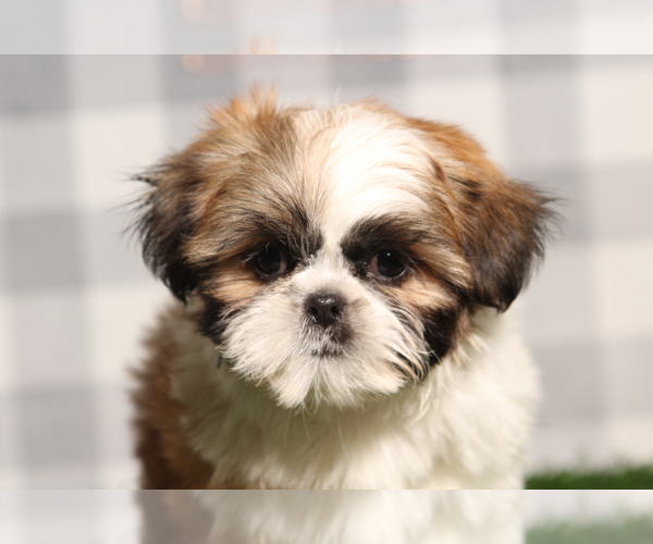 Medium Photo #1 Shih Tzu Puppy For Sale in MARIETTA, GA, USA