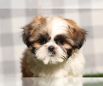 Small Shih Tzu