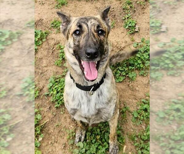 Medium Photo #1 Holland Shepherd-Unknown Mix Puppy For Sale in Sacramento, CA, USA