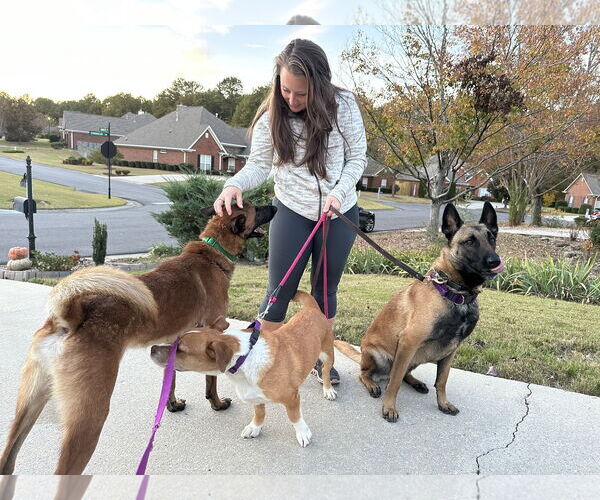 Medium Photo #7 Mutt Puppy For Sale in Stevens Point, WI, USA