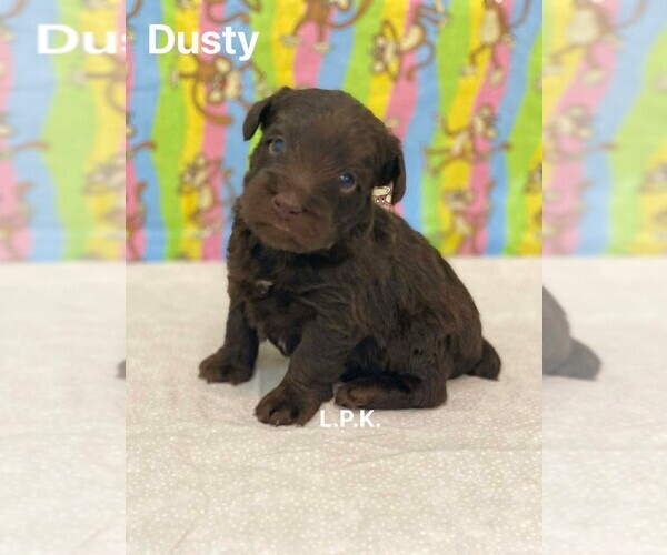 Medium Photo #4 Schnauzer (Miniature) Puppy For Sale in WINNSBORO, LA, USA