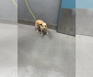 Mutt Dogs for adoption in Las Vegas, NV, USA