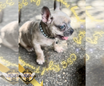 Small #9 French Bulldog