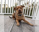 Small #6 American Pit Bull Terrier-Jack Russell Terrier Mix