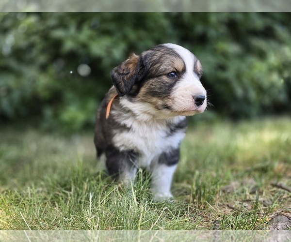 Medium Photo #3 Great Bernese Puppy For Sale in ELGIN, OR, USA