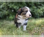 Small Photo #3 Great Bernese Puppy For Sale in ELGIN, OR, USA