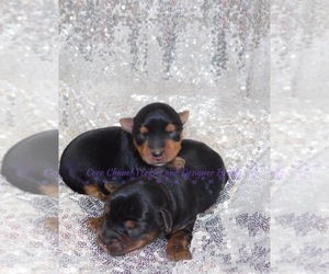 Yorkshire Terrier Puppy for sale in SIMPSONVILLE, SC, USA