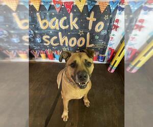 American Staffordshire Terrier-Labrador Retriever Mix Dogs for adoption in San Antonio, TX, USA