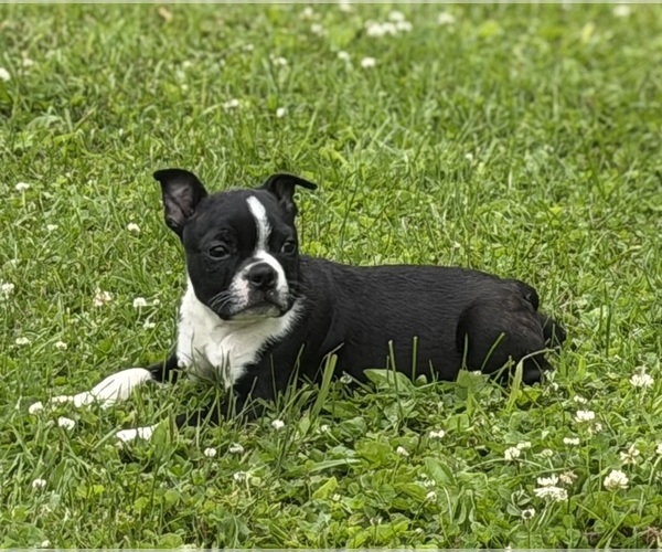 Medium Photo #12 Boston Terrier Puppy For Sale in ATHENS, WI, USA